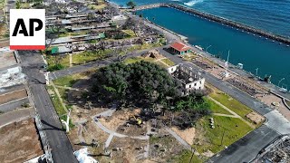 Lahainas 151yearold banyan tree is coming back to life after devastating fire [upl. by Aleakam]