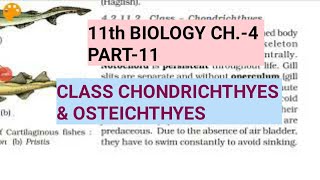 Class 11 BiologyCh4 Part11Class Chondrichthyes amp OsteichthyesStudy with Farru [upl. by Kassity]