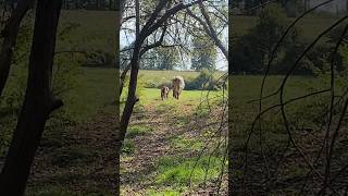 Late Season New Arrival farming familyfarm shorthorn cow calf fall viralvideo [upl. by Birk]