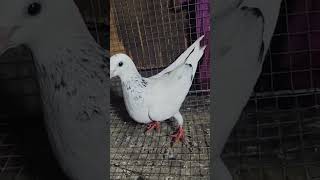 Kalodana Madi pigeon [upl. by Thedric147]