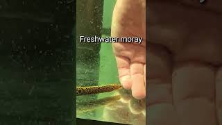 Gymnothorax polyuranodon aka freshwater moray [upl. by Akcir481]