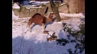 Dromedary Camel In The Snow  Zoo Antwerp [upl. by Ambrosio966]