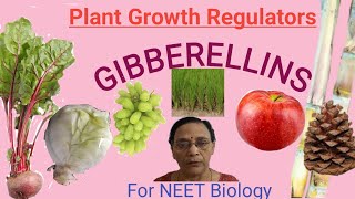 Plant Growth Regulators  Gibberellins [upl. by Tavie]