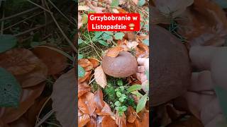 Grzybobranie w Listopadzie 🍄‍🟫 grzyby listopad [upl. by Renell145]