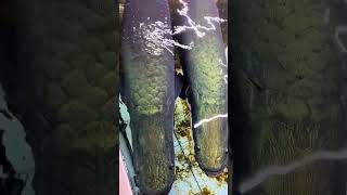 Heres a title Arapaima Douyin Mall Mr Li who loves raising fish Fantastic Beasts on Douyin [upl. by Ueik]