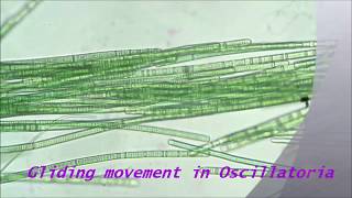 Gliding movement in Oscillatoria [upl. by Gromme]