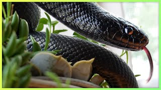 The most breathtaking but boring reptile Mexican Black Kingsnakes [upl. by Held]