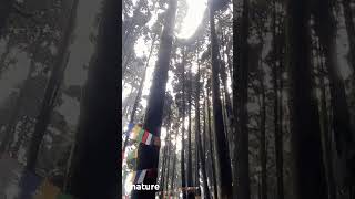 nature pineforest darjeeling😍😍😍😍😍😍 [upl. by Annawik]