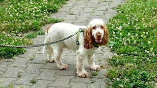 Cocker Spaniel Grooming [upl. by Prud89]