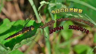 今日の自然観察 Todays nature observation JAPAN 2024518 [upl. by Ocin]