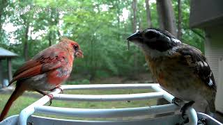 Rose Breasted GrosBeak vs Male Cardinal Calm down children [upl. by Hehre]