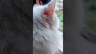 she jalanar kase bose kak dekhe viralvideo petlover viralvideo [upl. by Anewor]