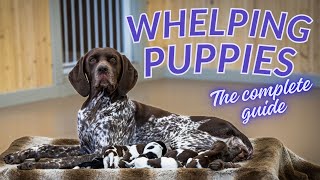 Complete Guide To Whelping A Litter Of Puppies [upl. by Rahs806]