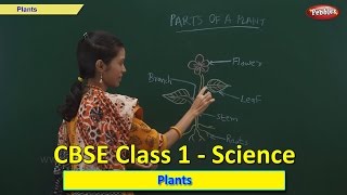 Plants  Class 1 CBSE Science  Science Syllabus Live Videos  Video Training [upl. by Yendroc678]