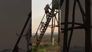 Watchtower watchtower dog dalmatiner dalmata steps 2024shortvideo ladder ruralclimbingpas [upl. by Eelesor]