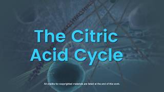 Overview of the citric acid cycle [upl. by Guzel]