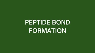 Peptide Bond Formation [upl. by Elaine683]