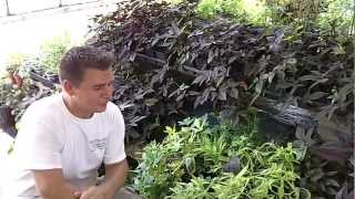 Ornamental Potato Vine  An Edible Ground Cover  Ipomoea Ba [upl. by Dallis]