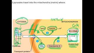 Pyruvate Oxidation [upl. by Dnama725]