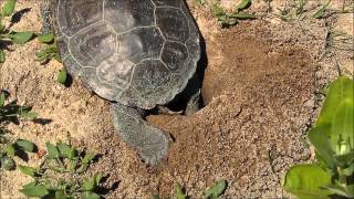 Terrapin Laying Eggs [upl. by Taka759]