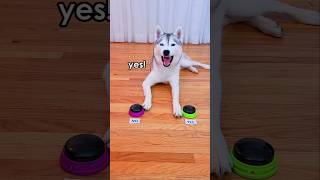 Husky Uses Talking Buttons to LIE About Getting Second Supper [upl. by Elinnet]