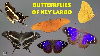 RARE BUTTERFLIES OF KEY LARGO 30 AWESOME MINUTES IN A HAMMOCK [upl. by Esilrahc]