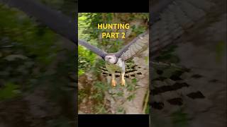 Harpy Eagle Hunting Monkeys  part 2 harpyeagle eagles wilbirds wildlife [upl. by Pool]