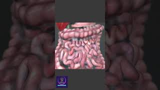 Peristalsis in Large Intestine shorts animation [upl. by Zorina964]