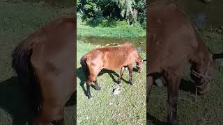 horse  ytshorts Fat animals [upl. by Jacquelynn]