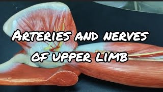 ARTERIES AND NERVES OF UPPER LIMB  Gross Anatomy [upl. by Kcirttap]