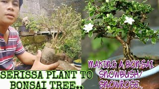 How to make serissa japonicaserissa foetida bonsai treebasic and easily [upl. by Anglim]