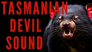 TASMANIAN DEVIL SOUND EFFECTS  Tasmanian Devil Sound  Maktubytv [upl. by Orsino29]