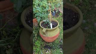 Rose vlog 11062024 new climbing roses is planted for future rose arch honeymoon and kiss me kate [upl. by Ahsiekat]