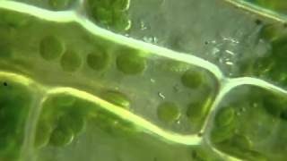 Chloroplasts in cell moving under the microscope Движение хлоропластов в клетке под микроскопом [upl. by Latreshia]