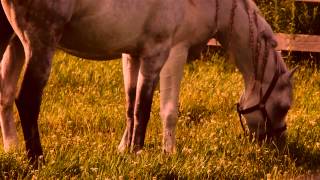 Odysseos horses vacation with Interview  Cavalia [upl. by Sedda785]