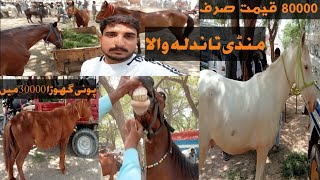 Horse mandi tandla 18052024 Petideass [upl. by Jessalin453]