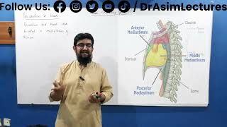 Mediastinum and Heart  Anatomy of Mediastinum and Heart  Mediastinum and heart Biology [upl. by Courcy379]