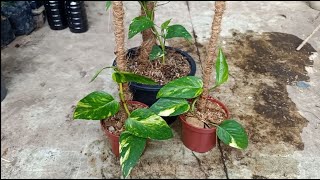 How to Propagate Epipremnum Pinnatum Flame [upl. by Ainegue540]