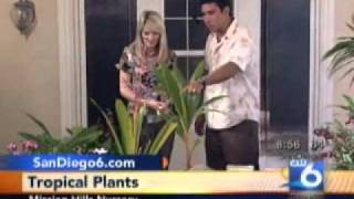 How to grow Plumerias and Tropical Plants [upl. by Wrand606]