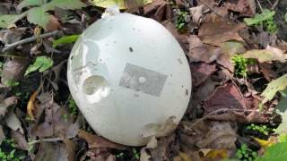 Puffball hunting Giant puffball Calvatia gigantea  Lycoperdon pyriforme  Lycoperdon perlatum [upl. by Pacifa143]