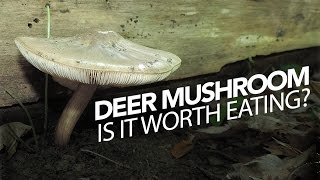 Deer Mushroom — Edible But Is It Worth Eating [upl. by Jumbala280]