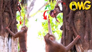 Oh my godness Sabella the cute baby monkey is crying and jumping Follow her Mama on the tree [upl. by Zuzana136]