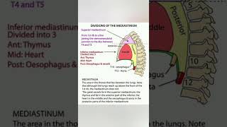 Mediastinum and its division [upl. by Kosaka]