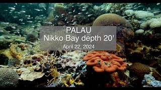 Palau Reef Scene Nikko Bay April 22 2024 [upl. by Halac]