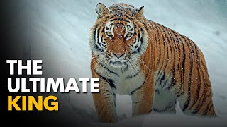 Siberian Tiger The Ultimate Hunters  Wild Russia [upl. by Chaffee945]