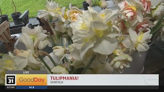 Tulipmania at HvH Specialty Growers [upl. by Rabjohn]