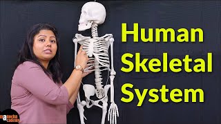 Human Skeletal System [upl. by Bertha]