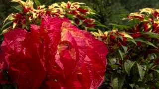 Amaranthus tricolor a towering beauty [upl. by Akira]