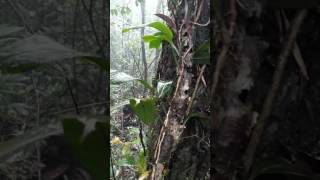 Bulbophyllum uniflorum in situ [upl. by Pedaias]