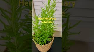 Herb Rosemary garden antioxidants medicinalplant usescosmeticstelugu trending [upl. by Dickie487]